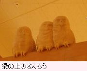 木彫りのふくろう